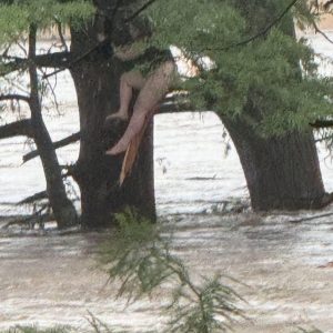 Missing girl found in the woods and…
