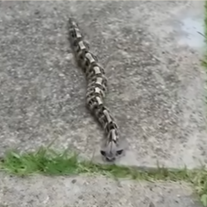 In the morning, I noticed something in the yard