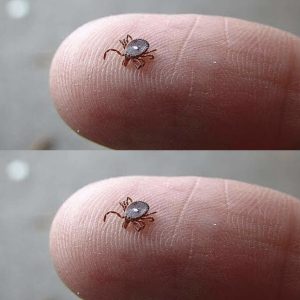 If You Notice This Insect, Take These Steps