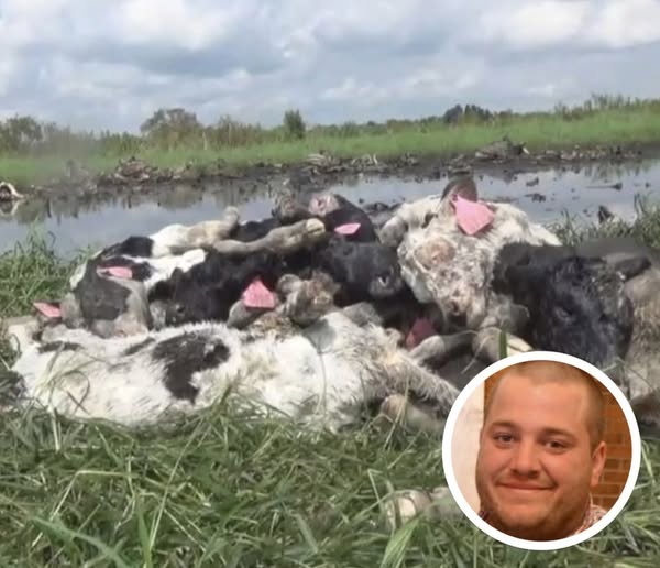 Farmer And 16 Cows Found Dead, Cause Of Death