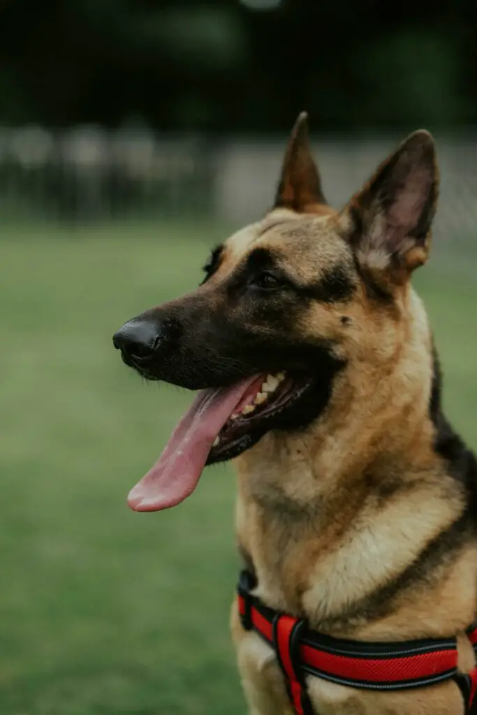 K9 dog wouldn’t stop barking