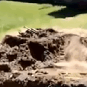 My FIL Destroyed My Garden for a Pool — Karma Made Him Regret It