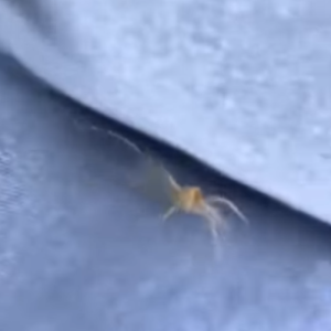 What Are These Strange Objects on My Car?