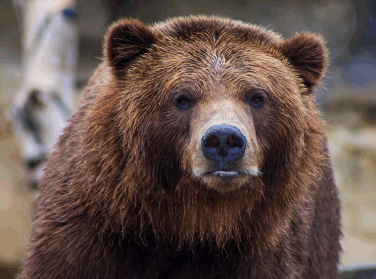 Bear Caesar Finally Freed After Years I