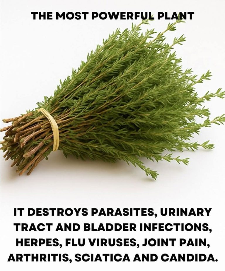 It is among the most powerful plants