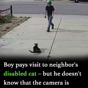 Young boy walks up to a disabled cat