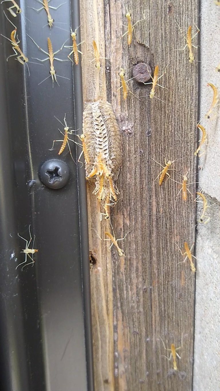 Had a Praying Mantis nest hatch by my fr