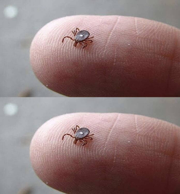 If You Notice This Insect in Your Home,
