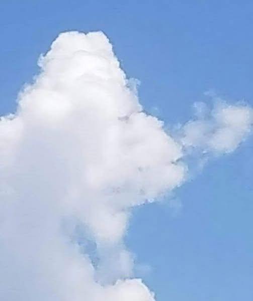 What Do You See: A Fish or a Plane? T