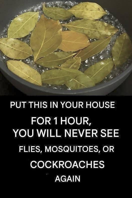 The Secret to a Bug-Free Home