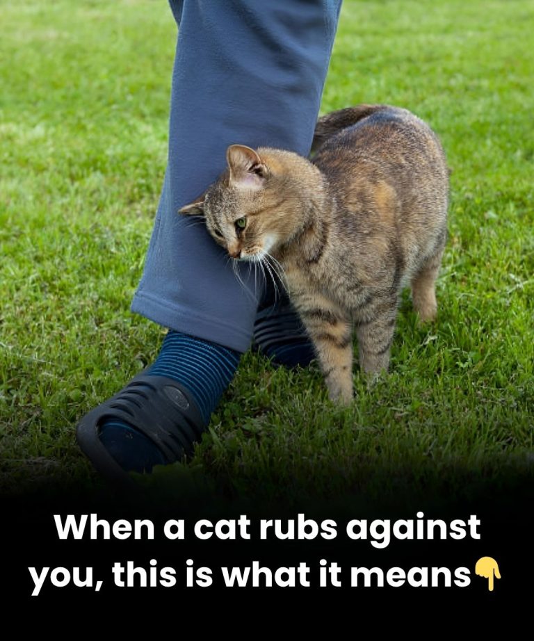 When a Cat Rubs Against You
