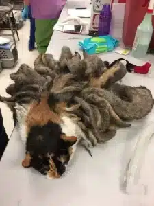 When they discovered this poor creature on