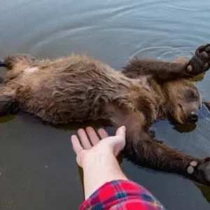 NEVER COME BETWEEN A MOTHER