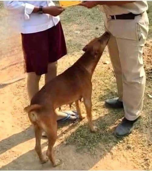 Dog Sniffing Behavior, Natural Instinct