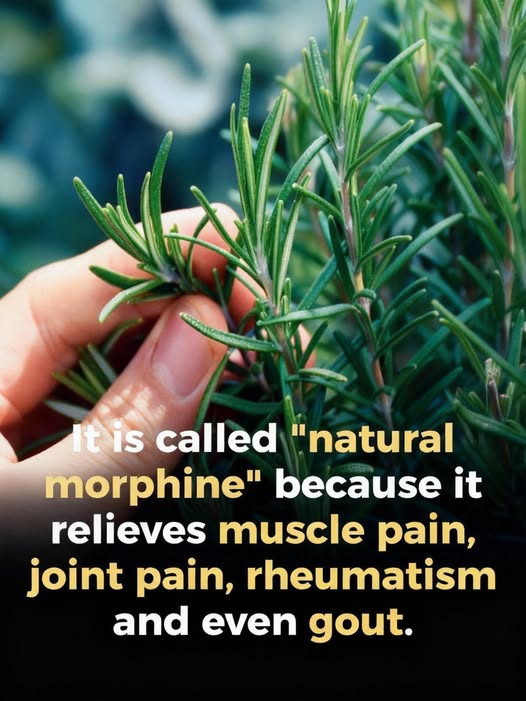 How to Welcome Rosemary Into Everyday Life