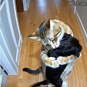 Cat Brings Home Puppies