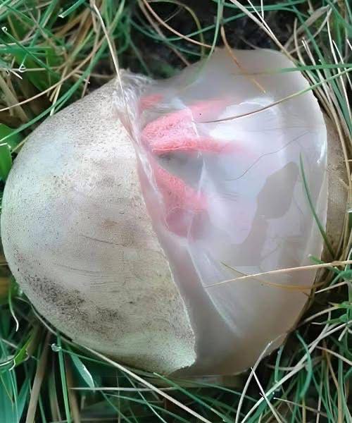 How a Strange Discovery in My Garden Turned