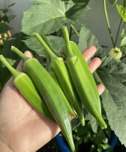 Doctors Explain Why Adding Okra to Your Diet