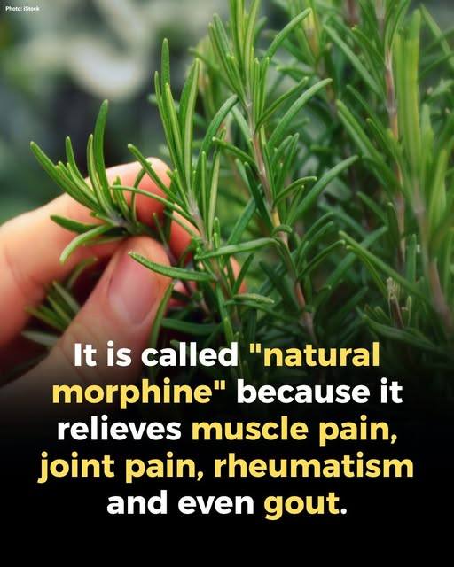 How to Welcome Rosemary