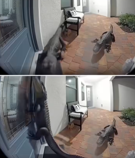 Florida Family Shocked as Two Alligators A