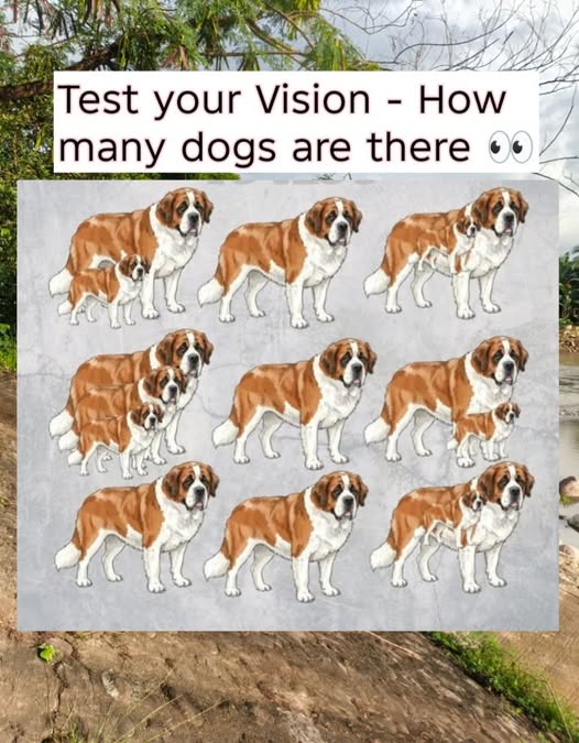 How to Spot All 15 St. Bernards in This Viral