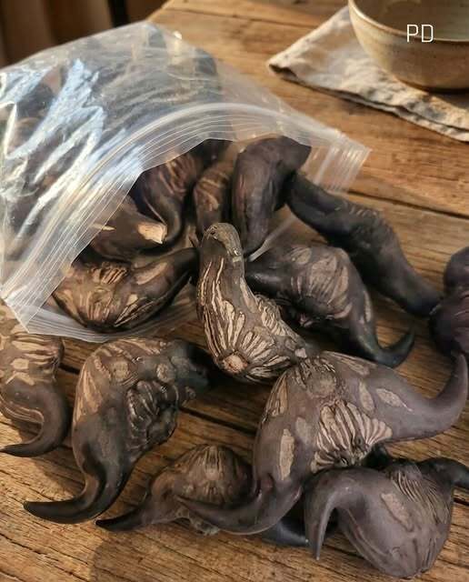 5 Warning Signs a Wild Forest Root May Not Be