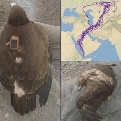 Scientists Track Eagle Over 20 Years and D