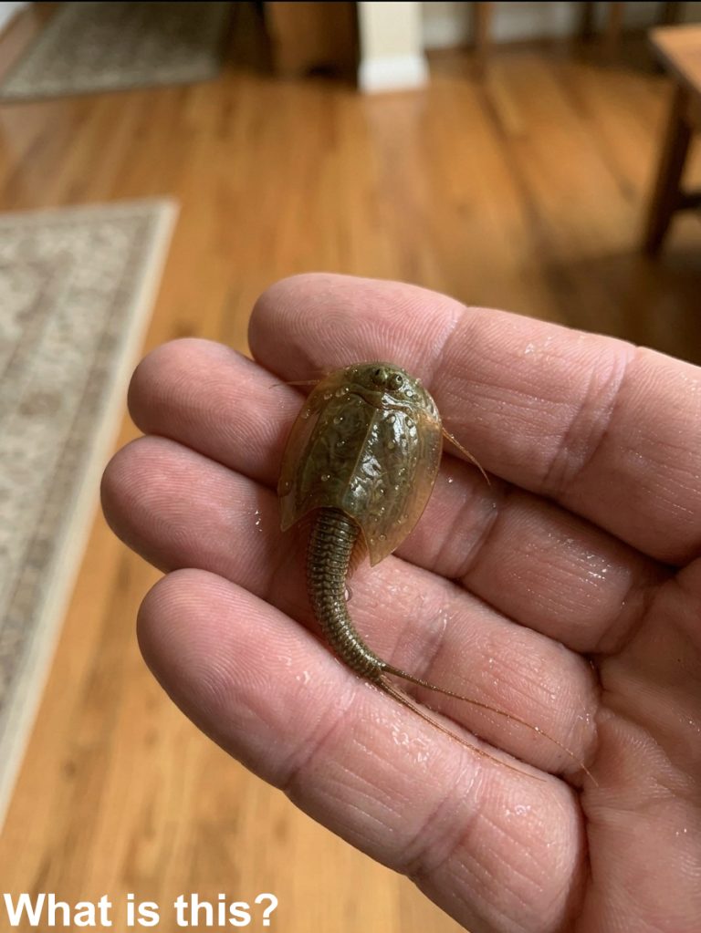 I found this in a flooded ditch. I caught it an