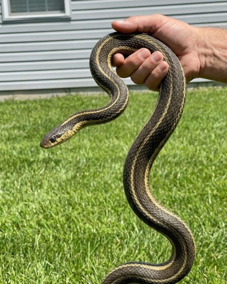 8 Easy Ways To Keep Snakes 