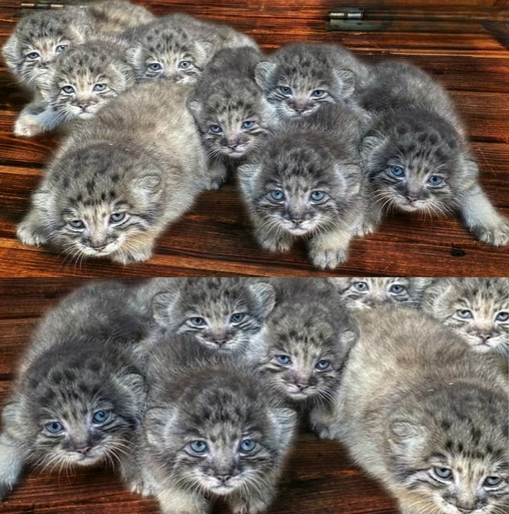 Farmer found abandoned kittens but turns