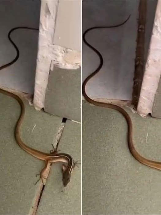 When a Snake Enters Your Home: What It