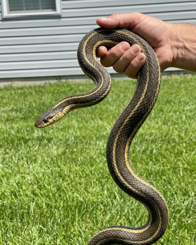 8 Easy Ways To Keep Snakes Away From