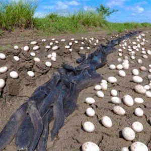 Farmer Finds Hundreds Of Strange Eggs In His Cr