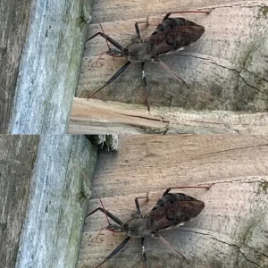 Kissing Bugs Explained: How to Stay Safe a