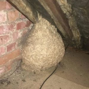 Man Thinks He Found “Hornets” Nest In At