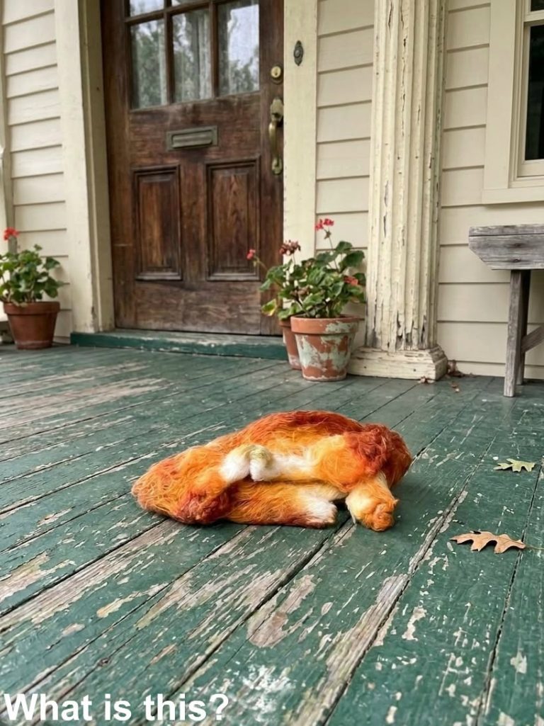 This morning, I stepped out onto the porch to get so