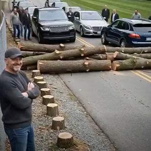 They Removed My Trees for a Better View — What 