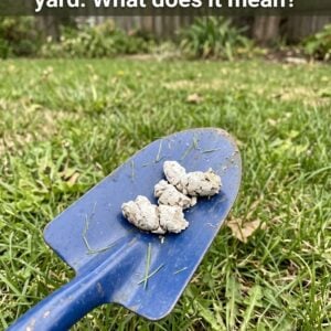 Why Would Your Pooch Have White Poop?