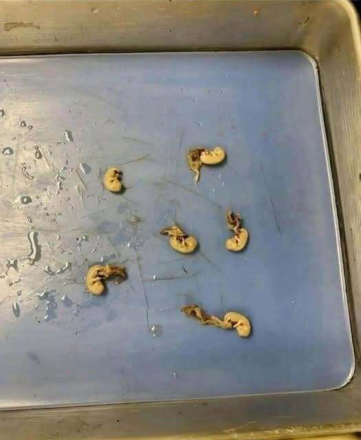 Hidden Seeds Food W