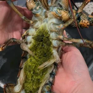 The Mystery of Lobster’s Green Goodies