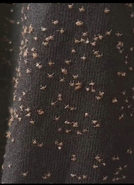 These Tiny Things Covered My Pant Leg After a Wal