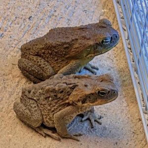Why a Toad Might Appear in Your Home and W