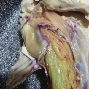 Green Meat in Chicken? Here’s What’s Really G
