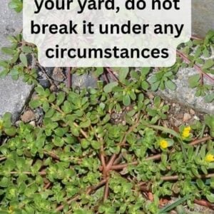 8 Reasons To Leave A Purslane Weed Growing