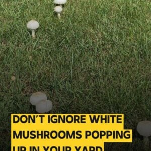 15 Things White Mushrooms In Your Yard Mig