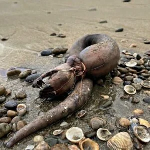 This morning, I was walking on the beach with my dog whe