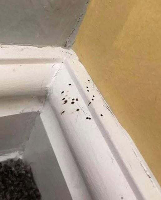What Are These Strange Black Dots I