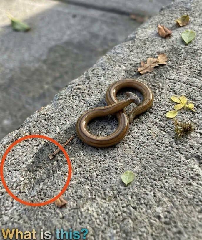 I Stepped Outside Early One Morning and Found Som