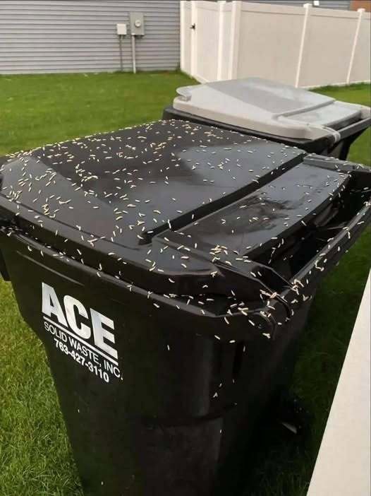 How to Stop Maggots From Taking Over Your 