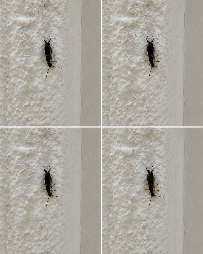 If you have found this insect in your home, it’s a